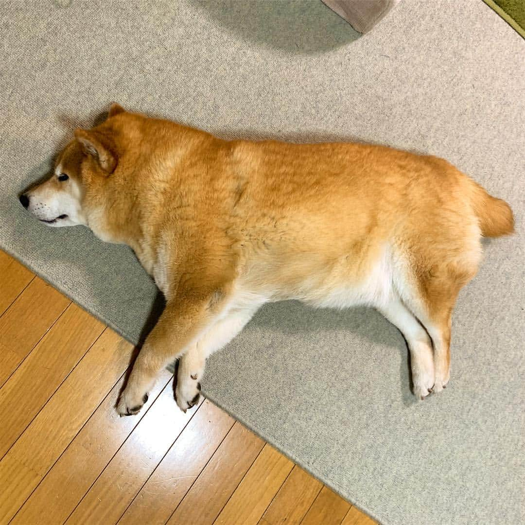 まる（まるたろう）さんのインスタグラム写真 - (まる（まるたろう）Instagram)「Good night!!✨🐶💤✨パパ、踏んづけていかないでね #ちびこいから目立たないと思うけど #ここにいるからね #ここだよ〜 #じゃまかわいい #尻尾短めに見える #なんか恥ずいw」4月26日 0時18分 - marutaro