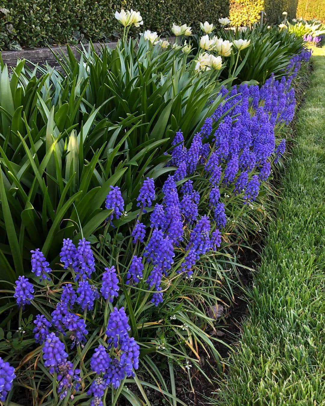アイナ・ガーテンさんのインスタグラム写真 - (アイナ・ガーテンInstagram)「I think flowers have the most impact when you plant a few different kinds in big drifts.  It creates a block of color that's beautiful even from a distance. White tulips & blue Muscari are my favorite combination in the spring - I'm enjoying them while they last!!」4月26日 0時52分 - inagarten