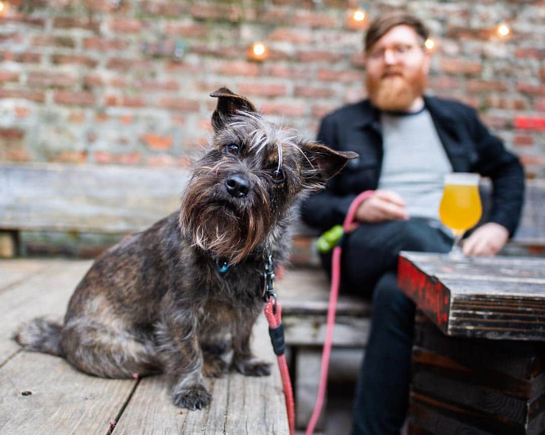 The Dogistさんのインスタグラム写真 - (The DogistInstagram)「Truman, Cairn Terrier mix (4 y/o), Lucky Dog - Williamsburg, Brooklyn, NY • “He’s really shy. He’s here to socialize.” A rescue via @badassbrooklyn」4月26日 0時59分 - thedogist