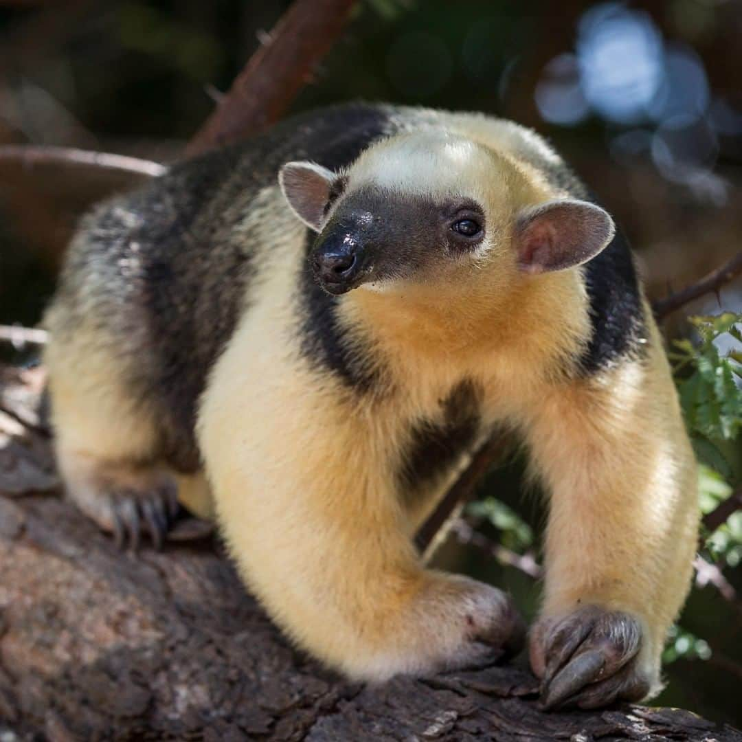 アニマルプラネットさんのインスタグラム写真 - (アニマルプラネットInstagram)「This Southern Tamandua has the most adorable little weird ears I've seen this week. Like his cousin, this little dude has the iconic long anteater tongue that can be used to slurp up ants. . . . . . . . #animalsofinstagram #animalplanet #animaloftheday #wild #wildlife #outdoors #animals #wildanimals #conservation #nature #animallovers #instanature #wildgeography  #southerntamandua #anteater #cute #tongue」4月26日 1時00分 - animalplanet