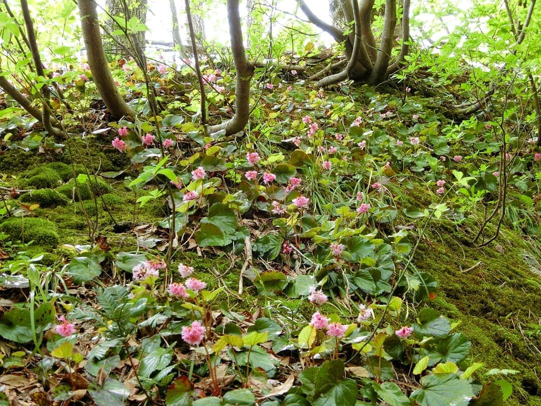 桜花のインスタグラム