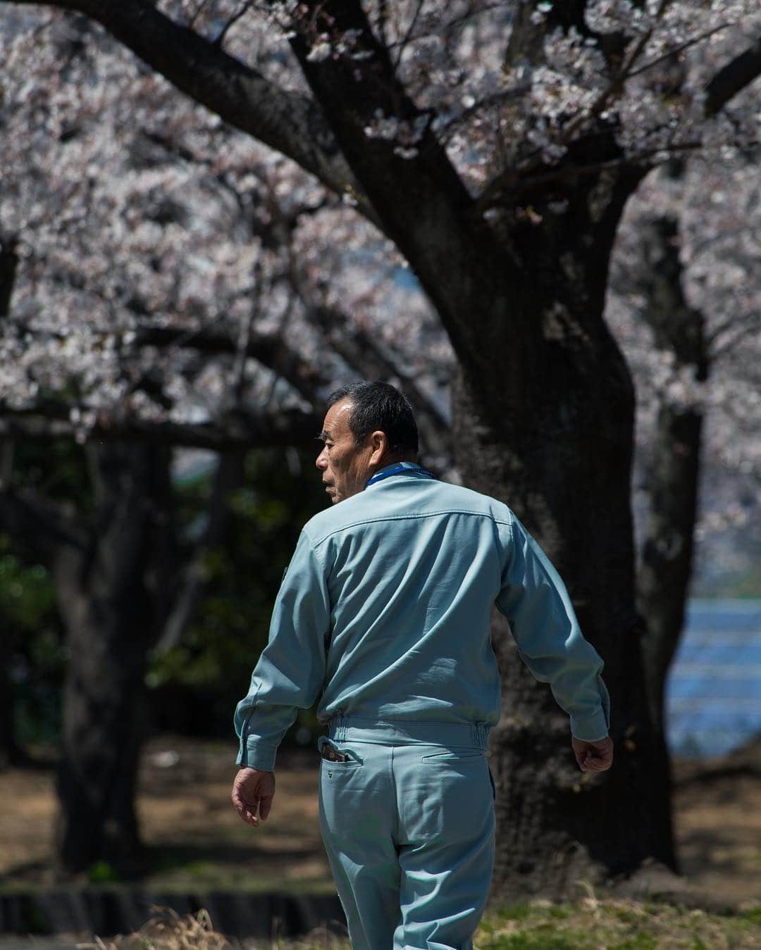 Shunsuke Miyatakeのインスタグラム：「Japanese Worker taking a walk around Cherry Blossoms at lunch time.」