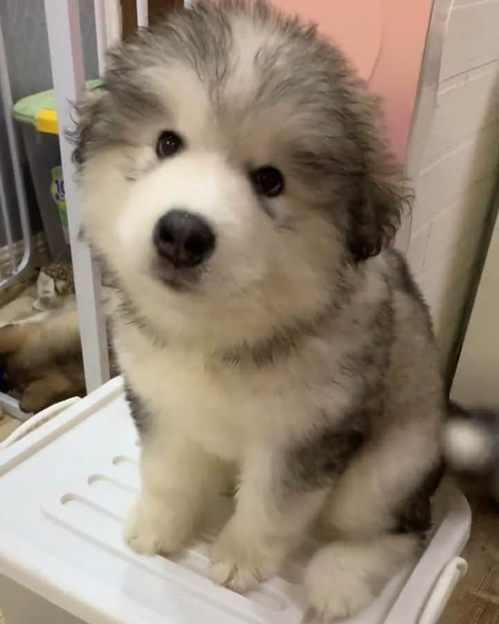 husky and malamuteのインスタグラム：「Baby grows up.🥰🥰🥰 follow @alaskandaily （Twitter：alaskandaily）for more cute pic and video.😜 ……………………………………………………………… Each video was approved by the original author. But  don't have a Instagram account. We are first one post those video. So watermark credit @alaskandaily ……………………………………………………………… #alaskan#malamute#alaskanmalamute#alaskanhusky#malamutesofinstagram#puppylife#puppylove#puppydog#puppylover#dogdays#malamutepuppy#huskies#huskeypuppy#huskeiesreq#siberian#huskeiesofig#dogslife#dogsofnyc#cutedog#cutedogs#huskeypics#huskeylovers#huskygram#huskeylove#huskiesofinstagram#dogsofnyc#husky#狗」
