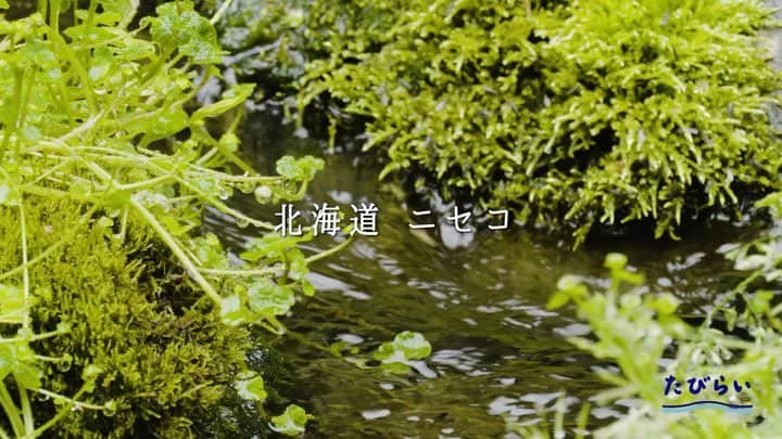 現地発信の旅行サイト「たびらい」のインスタグラム：「緑豊かな夏のニセコドライブ。ミネラル成分たっぷりの湧き水でつくった「名水とうふ」を堪能し、自然の恵みを思う存分味わう。ニセコの豊かな山と水の世界を、「ローカル体験」してみませんか？  動画特設ページはこちら≫https://bit.ly/2Gm99Oq  #たびらい #観光 #旅行 #ローカル #体験 #レンタカー #予約 #北海道 #ニセコ #湧き水 #名水とうふ #ドライブ」