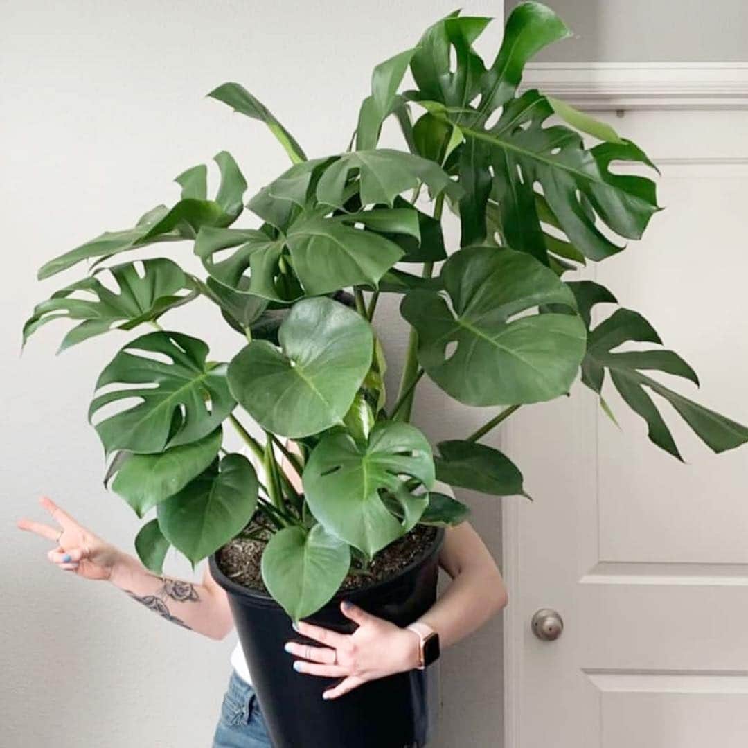 The Louunさんのインスタグラム写真 - (The LouunInstagram)「#monstera 🍃#Plants Simply Delivered To Your Door 🚪📦🌳😊」4月26日 3時03分 - shoplouun