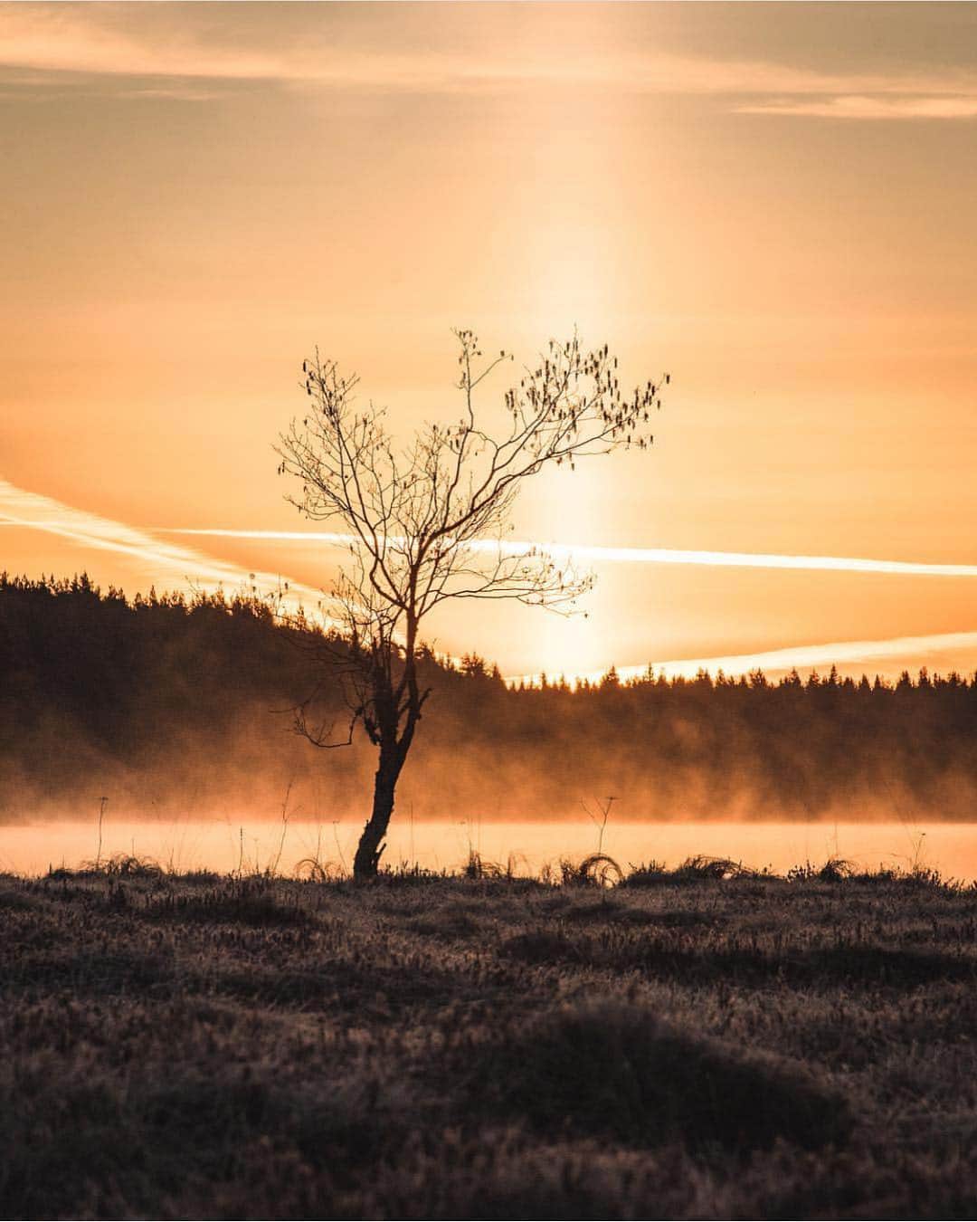 フィンランド政府観光局さんのインスタグラム写真 - (フィンランド政府観光局Instagram)「光に包まれたテイヨ国立公園の朝☀️ ． @tonieskelinen さんの写真。Kiitos！」4月26日 3時23分 - visitfinlandjapan