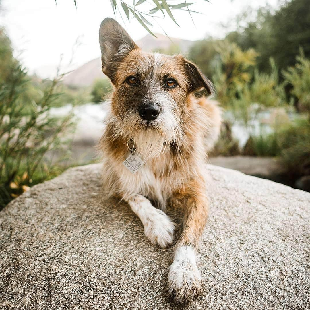 Instagramさんのインスタグラム写真 - (InstagramInstagram)「Hello, world. Today’s #WeeklyFluff is Ragtime Jimmy (@ragtimejimmy), a 3-year-old rescue mutt from San Diego, California, whose DNA results found him to be part Shih Tzu, part bulldog, part cattle dog and all-around adorable. “In 2016, I saw this cute scruff monster online at a shelter 350 miles [560 kilometers] away and drove 10 hours round trip to pick him up,” says his human Julia Varnergardner. “Best. Decision. Ever.” Today on our story, we go exploring with Jimmy and his hiking paw-tner Boogie Woogie. 🐾 Photo by @ragtimejimmy」4月26日 3時25分 - instagram