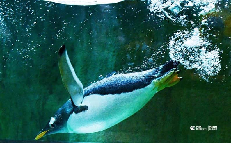 RIAノーボスチさんのインスタグラム写真 - (RIAノーボスチInstagram)「Посетители @Moscow_zoo_official смогли вблизи понаблюдать за пингвинами и увидеть, как те переходят из одного вольера в другой. "Парад" провели во Всемирный день пингвина, который отмечают 25 апреля.」4月26日 4時19分 - ria_novosti