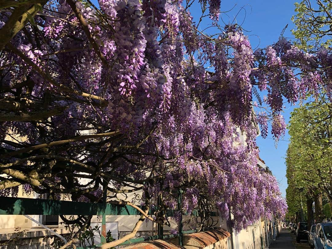 キャロライン・シノさんのインスタグラム写真 - (キャロライン・シノInstagram)「Everything is PURPLE  @villedefontainebleau . . . . . . . . . . #fontainebleau #fontainebleaubouldering #fontainebleauforest #fontainebleautourisme @fontainebleau_tourisme @fontainebleau_memento #bouldering_is_my_passion #boulderingisbetter #boulderinglife #portrait #portraitphotography #husky #huskypuppy #huskysiberian #huskygram_ #huskylove #crimpoil #asaprocky」4月26日 4時26分 - carosinno