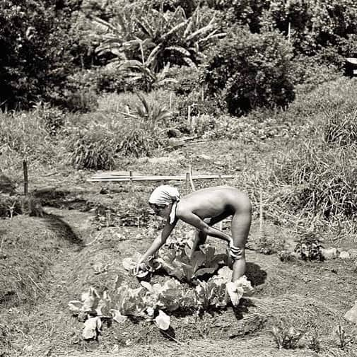 Meganさんのインスタグラム写真 - (MeganInstagram)「Nude gardening at Taylor Camp 〰 The camp was named after its benefactor - Howard Taylor, the brother of Elizabeth Taylor - who let the hippies take over a 7-acre parcel in 1969 along Kauai's North Shore after he was told by the state he would not be able to build there 🌿 #gardening #hippies #kauai #hawaii」4月26日 4時34分 - zanzan_domus