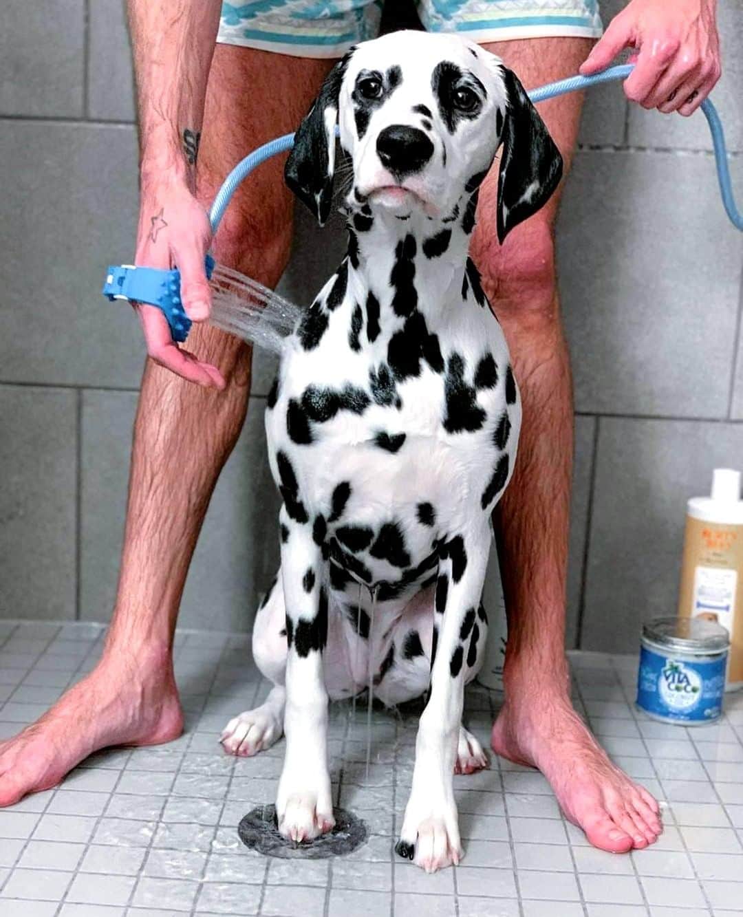 Vita Coco Coconut Waterのインスタグラム：「Vita Coco isn't just for humans.  We've heard pups like it too.  It's kind of like humans doing a hair mask, but for dogs...so like a fur mask.」