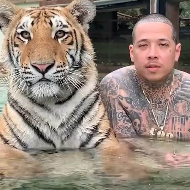 WildLifeのインスタグラム：「Via @docantle 🌎 Save The Tiger Save The World 🌎❗️ With @jingates  The tiger stands as the last great sentinel of the forest, if we lose the tiger we will lose a piece of ourselves forever. But if we save the Tiger we could save the world, in order for the tiger to survive it needs clean clear skies, pristine lakes and rivers, wide open spaces, plentiful prey animals, and most importantly it needs you, people who care! Therefore if we save the Tiger, we save the world. 🌎 ❤️ #savethetigersavetheworld  #🌎first #motherfirst」