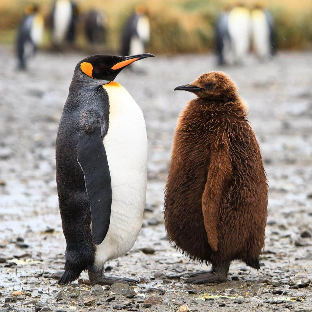 Discoveryさんのインスタグラム写真 - (DiscoveryInstagram)「King penguin chicks take up to 16 months to fully molt of their brown down and replace them with adult waterproof feathers. Until then they depend on regurgitated food from their parents. . Happy #WorldPenguinDay! 🐧 . . #adventure #travel #nature #photography #penguin #wildlife #love #photooftheday #explore #chick #birdsofIG #naturephotography #nature #potd #akwardfamilyphoto #Antarctica」4月26日 6時01分 - discovery