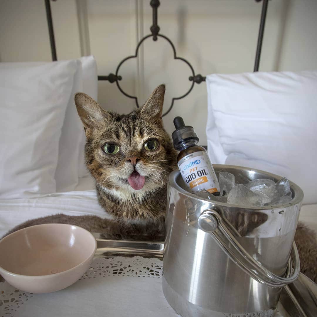 Lil BUBさんのインスタグラム写真 - (Lil BUBInstagram)「CBD may help with your pet's travel anxiety. BUB actually loves to travel, and when BUB arrives at the hotel she demands her @cbdMD.usa oil chilled, in her bed and she makes me sleep on the floor. Get 20% off your first order with discount code BUB at the link in BUB's bio.」4月26日 6時15分 - iamlilbub