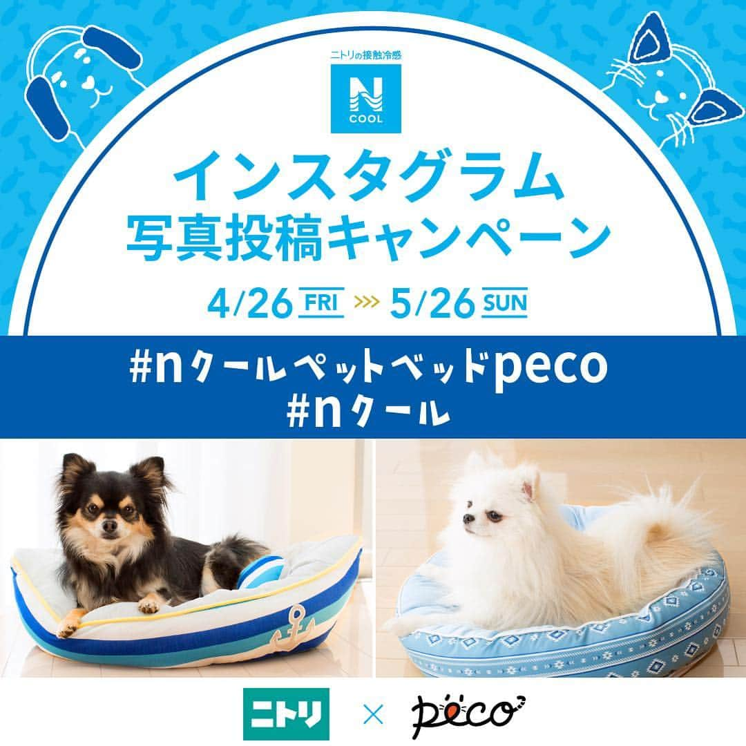 PECO いぬ部のインスタグラム