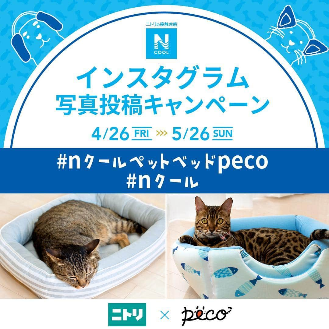 PECOねこ部さんのインスタグラム写真 - (PECOねこ部Instagram)「Nクールペットベッド×PECOインスタグラム写真投稿キャンペーン開催📸🎉 . ニトリのNクールペットベッドと、かわいいうちのコ🐱が一緒に写った写真を投稿すると、プレゼントが当たるかも❣️ . 【応募期間】 2019年4月26日（金）～2019年5月26日（日） . 【応募方法】 ①ニトリ公式インスタグラム[@nitori_official]をフォローしてください。 ②Nクールペットベッドと、ネコちゃんが一緒に写っている写真をハッシュタグ「#nクールペットベッドpeco 」「#nクール 」の2つをつけて投稿してください。 . 【入賞内容】 ご投稿された方の中から、15名様に以下の賞品をプレゼント💝 . ニャンコ賞　15名様 猫モチーフのグッズセット✨ ランチプレート(美濃焼)×2 / マグカップ ×2/ ルームシューズ(ブラック/グレー) ※ワンちゃん用のプレゼントもございます（15名様分） . ひんやり気持ちいいニトリのNクールペットベッド。これからの夏の季節にぴったりです🏝 ドシドシご投稿ください😊 . Nクールペットベッドについて、詳しくはこちら https://00m.in/PucT7 . ＜利用規約＞ ＊本キャンペーンの参加にはInstagramアカウントが必要になります。応募後アカウントを削除された場合は入賞が無効となります。 ＊Instagramで投稿する際に「＃nクールペットベッドpeco」「＃nクール」という２つのハッシュタグをつけていただく必要があります。ハッシュタグがついていない場合は選考の対象外となります。 ＊入賞の有無に関わらず株式会社PECO(以下、当社)および株式会社ニトリが出稿する雑誌広告や、WEB媒体、SNS投稿データ、折込チラシ、店内販促などに使わせていただくことがございます。 ＊賞品の内容は予告なく変更になる場合がございます、あらかじめご了承願います。 ＊以下事項に該当する投稿をしないでください。該当すると判断した場合は、選考対象外とさせていただきますのであらかじめご了承願います。 ・法令、公序良俗に反するまたはそのおそれのある内容を含むもの ・売買及びそれに準ずる行為、特定サイト及びアドレスの掲示や宣伝行為の意味を含んだもの ・他人の名称、メールアドレス、住所、電話番号等個人を特定しうる情報を含むもの ・当社および株式会社ニトリのサイト、SNSアカウントの運営を妨げ、信頼を毀損するような行為を含んだもの ・特定のキャラクターやタレントの権利に抵触するおそれのあるもの ・特定の法人・団体、地域、個人に対しての誹謗中傷、苦情、差別等の不適切な表現が含まれているもの ・他人の著作権、肖像権に抵触するもの ・その他事務局が不適切と判断するもの ＊入賞通知・賞品発送について入賞者にPECO公式アカウント「@pecocats」または「@pecodogs」からダイレクトメッセージを送信させていただきます。 ＊ダイレクトメッセージにて賞品発送のために必要な情報等をお伺いいたします。当社が指定する期限内に必ずご返信ください。期限までに確認できなかった場合は、入賞を無効とさせていただきます。 ＊入賞時にご入力いただきました住所に入力不備、または連絡不能などの理由により賞品がお届けできない場合は、入賞を無効とさせていただきます。 ＊賞品のお届け先は日本国内に限らせていただきます。 ＊その他当社は、本キャンペーンの全部または一部を応募者に事前に通知することなく変更または中止することがございます。なお、必要と判断した場合には、応募者への予告無く本規約を変更したり、本キャンペーンの適正な運用を確保するために必要な措置をとることがあります。 ＊本キャンペーンの応募にかかるインターネット接続料および通信費は応募者負担となります。 ＊本キャンペーンについての投稿に関して、応募者のInstagram上での発言内容や、それに関わるトラブルに関しては、当社では責任を負いません。 ＊個人情報の取り扱いについて ・応募者からいただいた全ての個人情報は、賞品の発送等の業務ならびに本件に関する諸連絡のために利用し、応募者の同意なしに業務委託先以外の第三者に開示・提供することはありません。(法令等により開示を求められた場合を除く。)」4月26日 12時02分 - pecocats