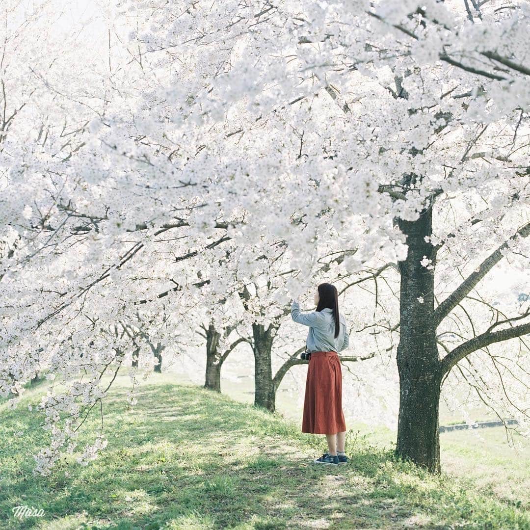 Masaさんのインスタグラム写真 - (MasaInstagram)「. . . 今年行った桜では、ここが一番綺麗でした🌸 めっちゃ綺麗なのに人がほとんどいないという☺️ . 撮影日 : 2019年4月13日 . #まっセル #ヤマプリ #hasselblad #ハッセルブラッド #instagramjapan #igersjp #tokyocameraclub #film_com #impression_shots #art_of_japan_ #photogenic_jp #GPW_members_only #good_portraits_world #film_jp #film #フィルム #filmcamera #filmphotography #portrait #ポートレート #photogram_archive #todays_blue_collection #pof_ig #hibi_jp #桜 #Cherryblossom #滋賀 #Shiga #長浜」4月26日 7時05分 - masa_nikonist