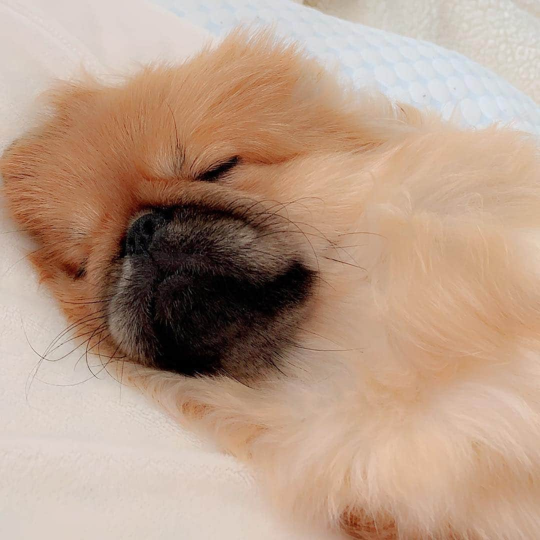 梅宮アンナさんのインスタグラム写真 - (梅宮アンナInstagram)「おはよ💕💕 #goodmorning  #pekingese」4月26日 7時50分 - annaumemiya