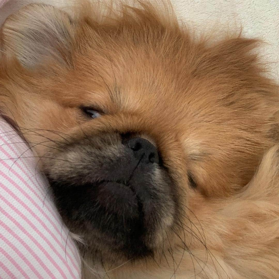 梅宮アンナさんのインスタグラム写真 - (梅宮アンナInstagram)「おはよ💕💕 #goodmorning  #pekingese」4月26日 7時50分 - annaumemiya