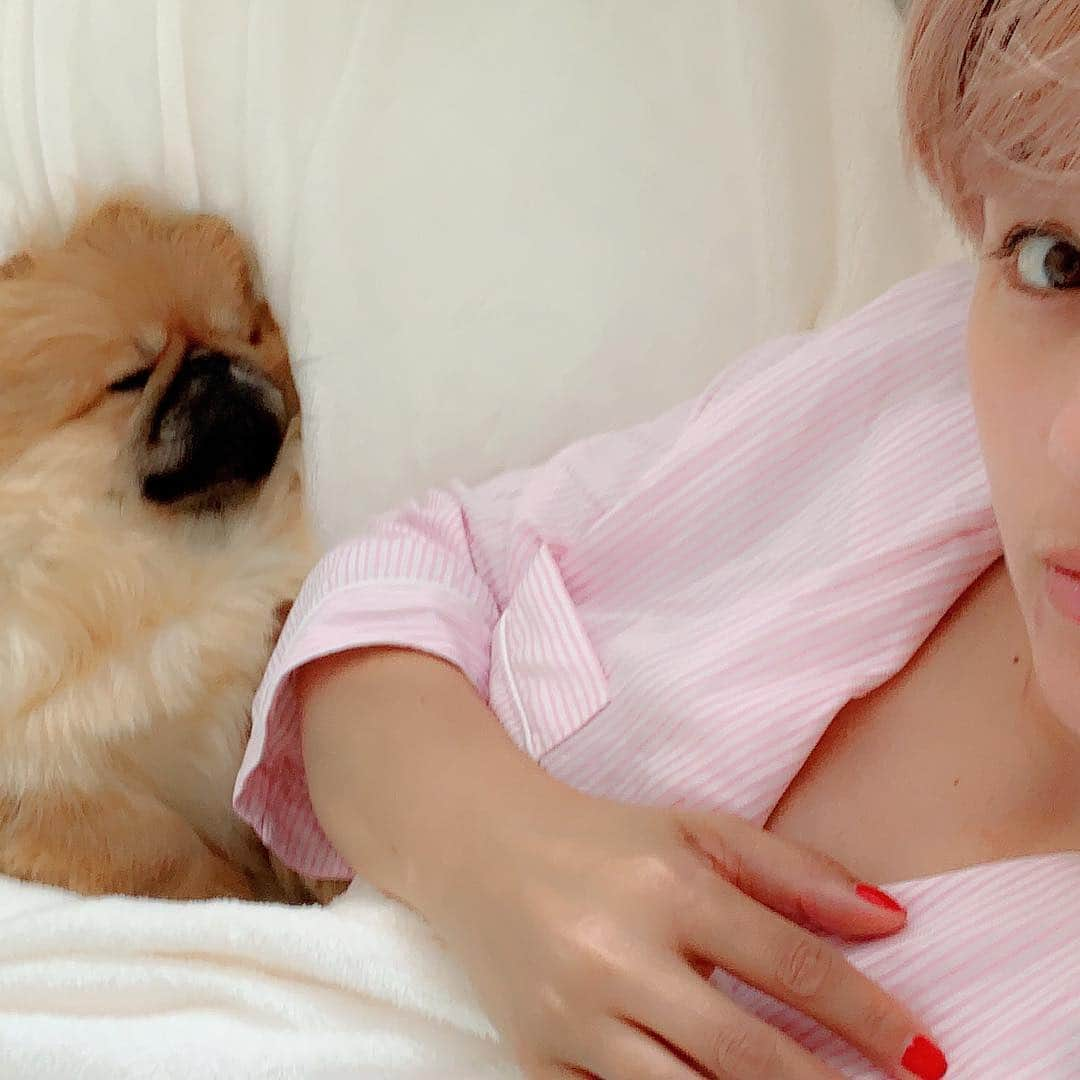 梅宮アンナさんのインスタグラム写真 - (梅宮アンナInstagram)「おはよ💕💕 #goodmorning  #pekingese」4月26日 7時50分 - annaumemiya