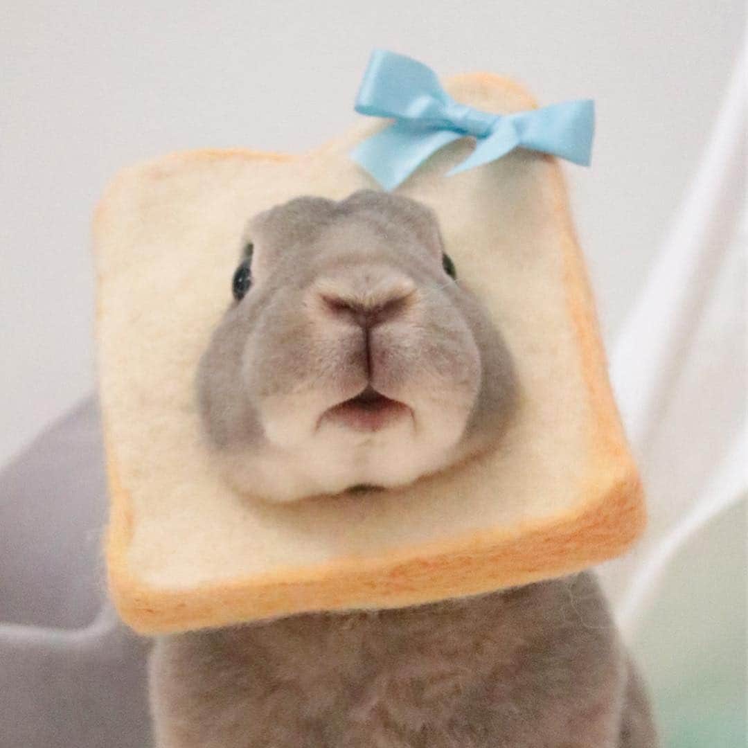 Kayoのインスタグラム：「🍞*⑅︎୨୧┈︎┈︎┈︎┈︎୨୧⑅︎*🥪 耳のカドまで美味しく焼けてまっせ♡ ・ ・ さっ 平成最後のハナキンでスーパーフライデーよ！ あっ それもうほぼ聞かない言葉w」