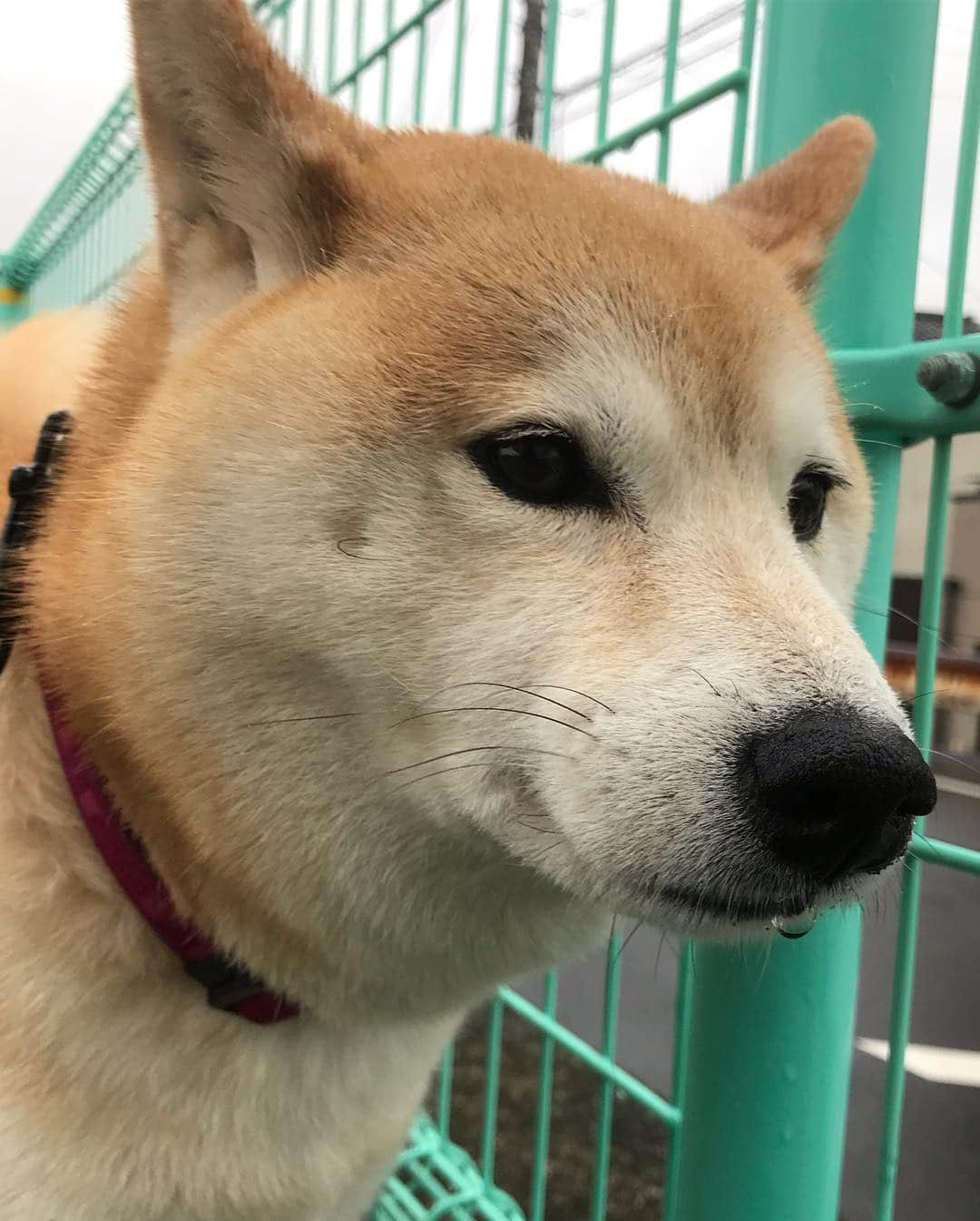 柴犬のモモさんのインスタグラム写真 - (柴犬のモモInstagram)「おはようございます。霧雨んぽでした。お口ちょうちん作ったり、あんまり帰りたくない…なお顔したり、癒しのはずの拭き拭きタイムがガウガウタイムになったりしました #いぬ #イヌ #犬 #柴犬 #赤柴 #日本犬 #犬バカ部 #ふわもこ部 #いぬら部 #癒しわんこ #柴犬マニア #犬のいる暮らし #口角キュキュッと部 #shiba #shibainu #shibadog #dogstagram #dogsofinstagram #shibastagram #shibasofinstagram #shibamania #inu #instadog #toyota_dog」4月26日 7時53分 - shi_ba_i_nu_momo