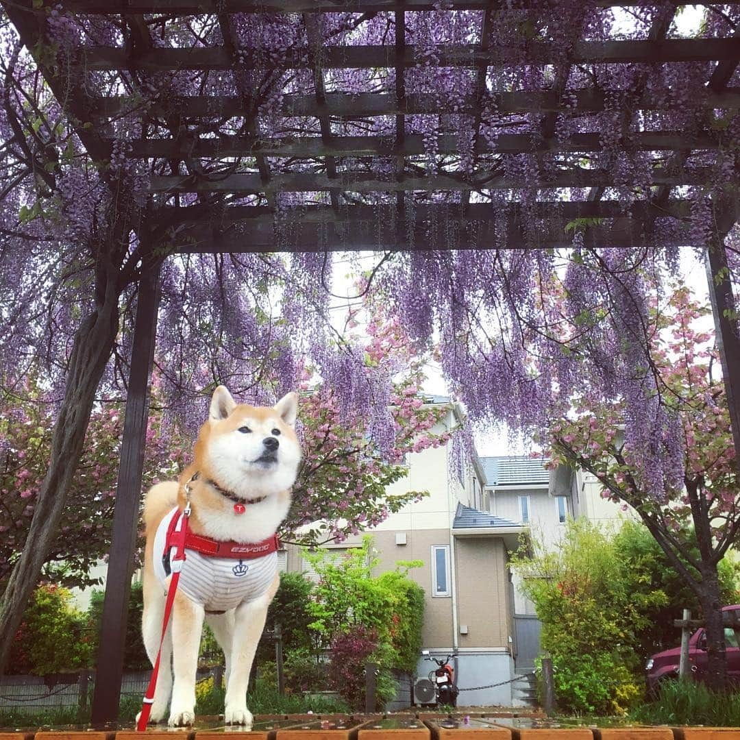 てんパパさんのインスタグラム写真 - (てんパパInstagram)「歩くのには気にならない程度の細かい雨が降り続いた今朝の散歩。 てんちゃんのお散歩エリアには、藤棚が二つあります。 澄みきった青空の下で見たいな。 #朝んぽ #藤棚 #くもり空」4月26日 7時57分 - tenchan.shiba