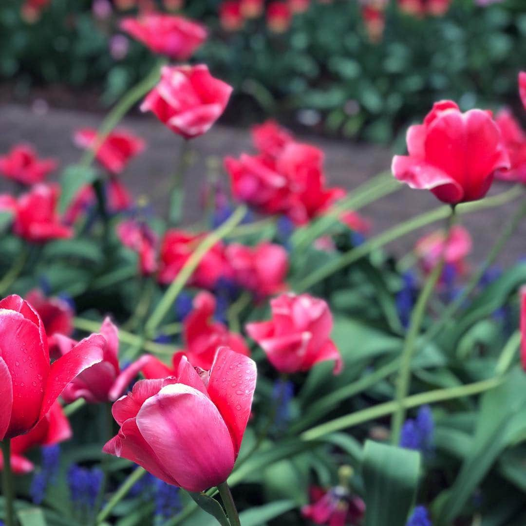 岡田育さんのインスタグラム写真 - (岡田育Instagram)「#greenwichvillage #tulips #springshowers #flowers #streetshots #streetphotography」4月26日 7時59分 - okadaic