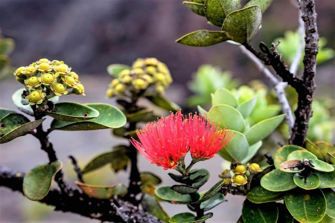 Instagenic Hawaiiさんのインスタグラム写真 - (Instagenic HawaiiInstagram)「ハワイ時間の今日、4月25日はハワイ島の島花としても知られる固有植物、「オヒアレフア」の日。  外来種や環境汚染などが原因で減りつつあるオヒアレフアを守るために、昨年ハワイ州は4月25日をオヒアレフアの日として制定しました。 ハワイでトレッキングをされる際や森林に入られる際は靴の汚れなどないか確認し、外来種からハワイの自然を守りましょう🌳✨ #Hawaii #Ohialehua #flower #IslandofHawaii #ハワイ #オヒアレフア #4月25日 #ハワイ島」4月26日 8時00分 - gohawaii_jp