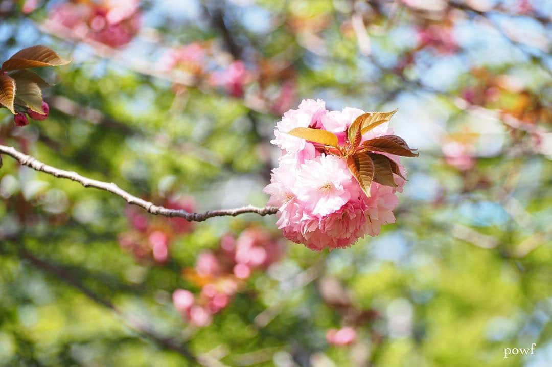 anemone_69さんのインスタグラム写真 - (anemone_69Instagram)「. #関山 #カンザン #八重桜 #sakura #サクラ #桜 #cherryblossom . .」4月26日 8時02分 - powf