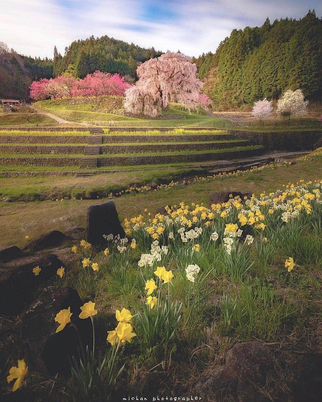 はなまっぷ❁日本の花風景さんのインスタグラム写真 - (はなまっぷ❁日本の花風景Instagram)「🍃🌸はなまっぷ平成最後の桜まつり🌸🍃 * @michan5d3 さんの 平成の桜に花まるを💮 * 平成を彩る日本の美しい桜をありがとうございます😊🌸🍃 * 見頃を過ぎている場所もご紹介しています。 お出かけの際はHP等で最新の情報をご確認くださいね🙏🌸🍃 * 🌸•••🍃•••🌸•••🍃•••🌸•••🍃•••🌸 * 🌸桜まつり概要🌸 * 期間:平成最後の日まで タグ:#はなまっぷ * #はなまっぷ  のタグの中から、桜のお写真をどんどんご紹介させていただきます。期間中はランダムに、複数枚投稿でもご紹介させていただく場合がございます。 * #桜#sakura#花見#さくら#日本#春#花#平成最後の#満開 * 🌸•••🍃•••🌸•••🍃•••🌸•••🍃•••🌸 * はなまっぷより * 💌LINEスタンプ「はなまっぷちゃん」絶賛発売中！みなさんのLINEにも花まるを💮 💌はなまっぷ本、Amazonや全国の書店さんで満開です！ぜひお手にとっていただけると嬉しいです🌸 * LINEスタンプ、はなまっぷ本は、プロフ欄記載のTwitterアカウントよりご確認ください。 * 🌸•••🍃•••🌸•••🍃•••🌸•••🍃•••🌸 *」4月26日 8時20分 - hanamap