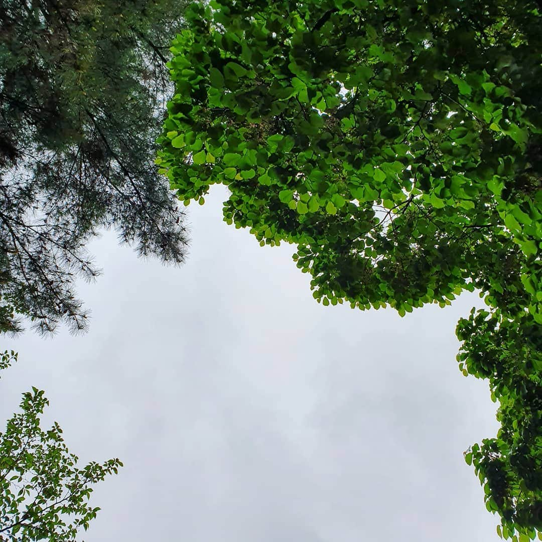 イ・シヨンさんのインスタグラム写真 - (イ・シヨンInstagram)「비오는 하늘💧 초록나무🍃 넘예뿌다😊💛」4月26日 8時24分 - leesiyoung38