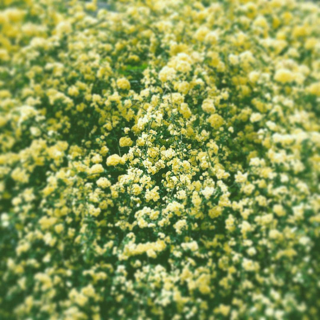 中野敬久さんのインスタグラム写真 - (中野敬久Instagram)「#flower #yellow #flowersoflife #friday #fullofyellow」4月26日 8時26分 - hirohisanakano