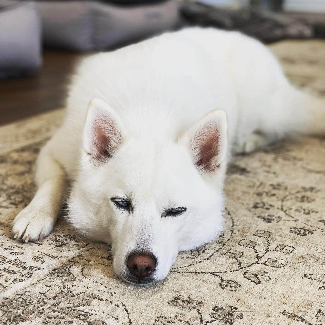 ジェンソン・バトンさんのインスタグラム写真 - (ジェンソン・バトンInstagram)「That ‘it’s nap time, leave me alone’ look from Storm! #pomsky #Storm #dogsofinstagram @storm_rogue_bentley_button」4月26日 8時38分 - jensonbutton