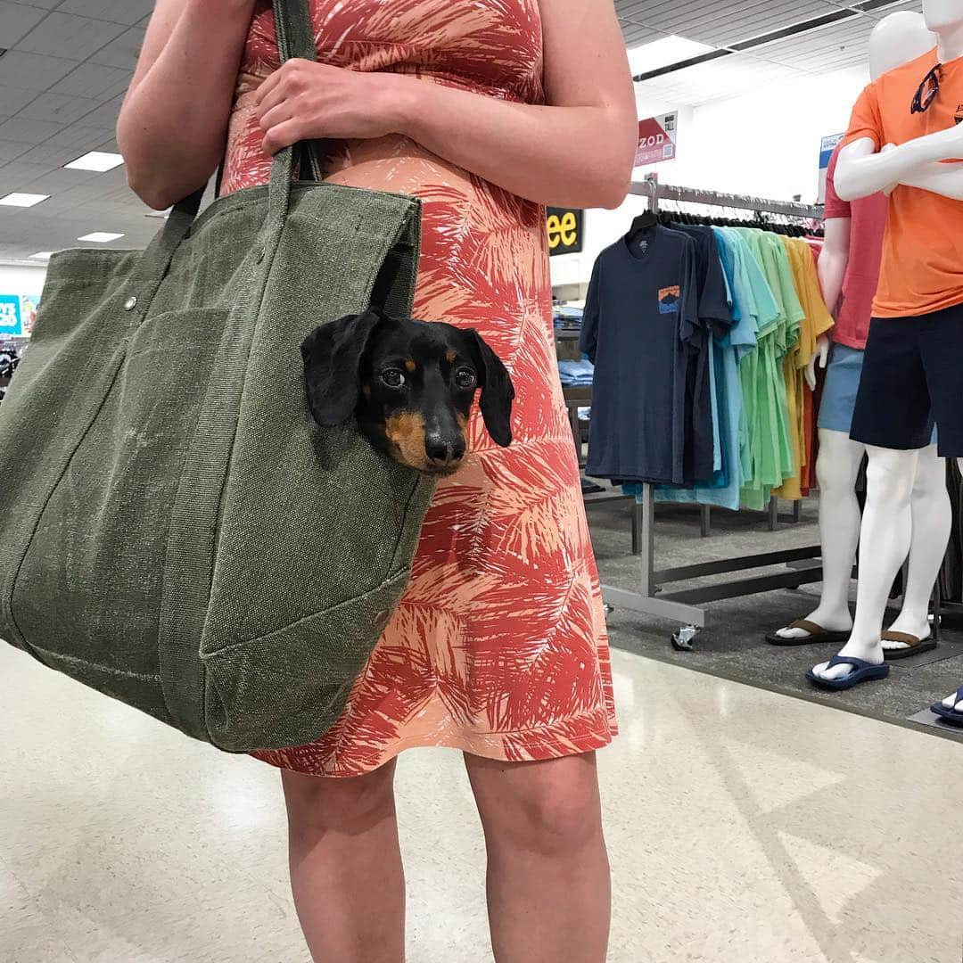 Crusoe the Celebrity Dachshundさんのインスタグラム写真 - (Crusoe the Celebrity DachshundInstagram)「“Mum’s got a big wiener in her purse” ~ Crusoe」4月26日 8時35分 - crusoe_dachshund