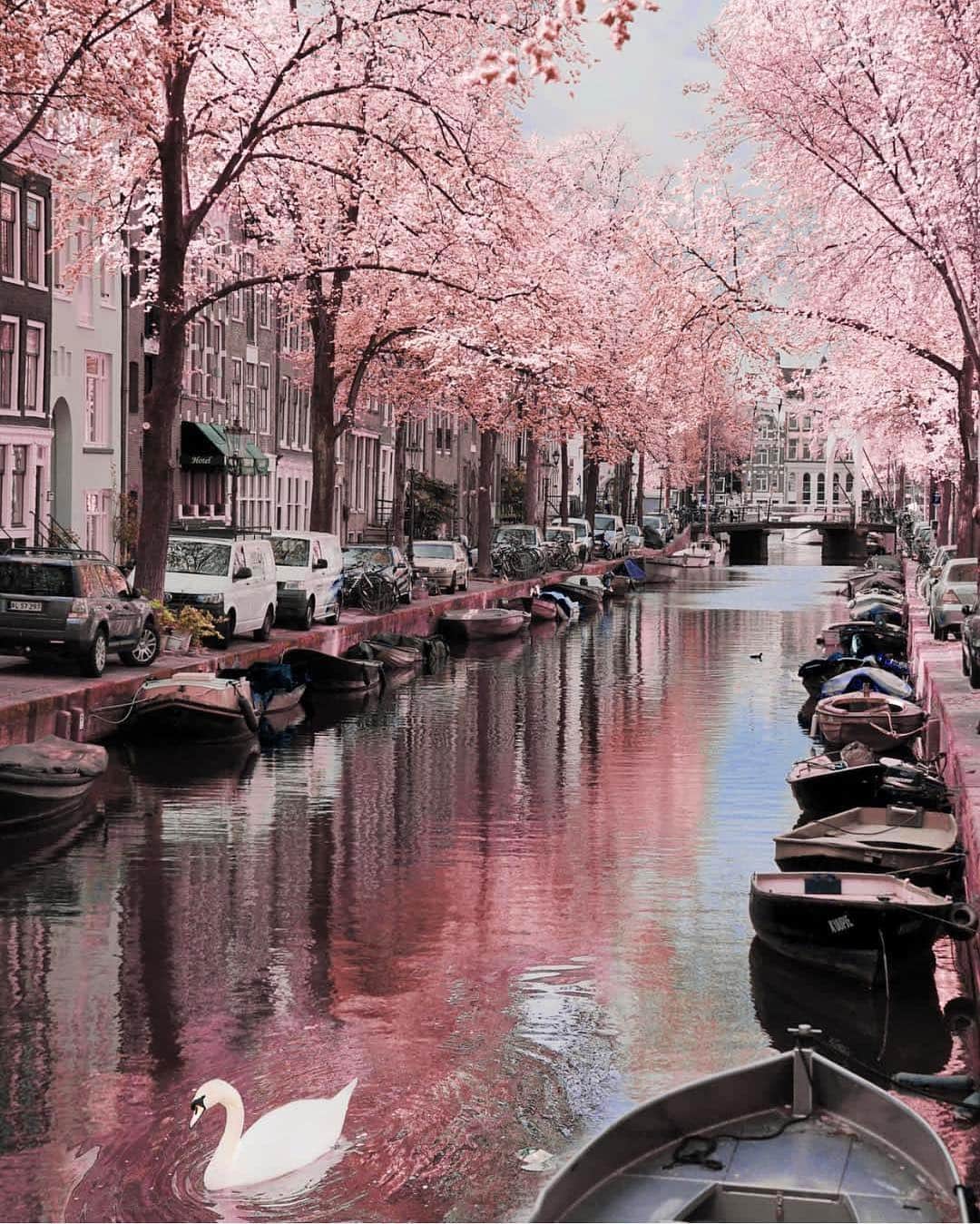 Wonderful Placesさんのインスタグラム写真 - (Wonderful PlacesInstagram)「Amsterdam ✨💖💖💖✨ . Pictures by ✨✨@neskirimli✨✨ #wonderful_places for a feature 💖」4月26日 8時46分 - wonderful_places