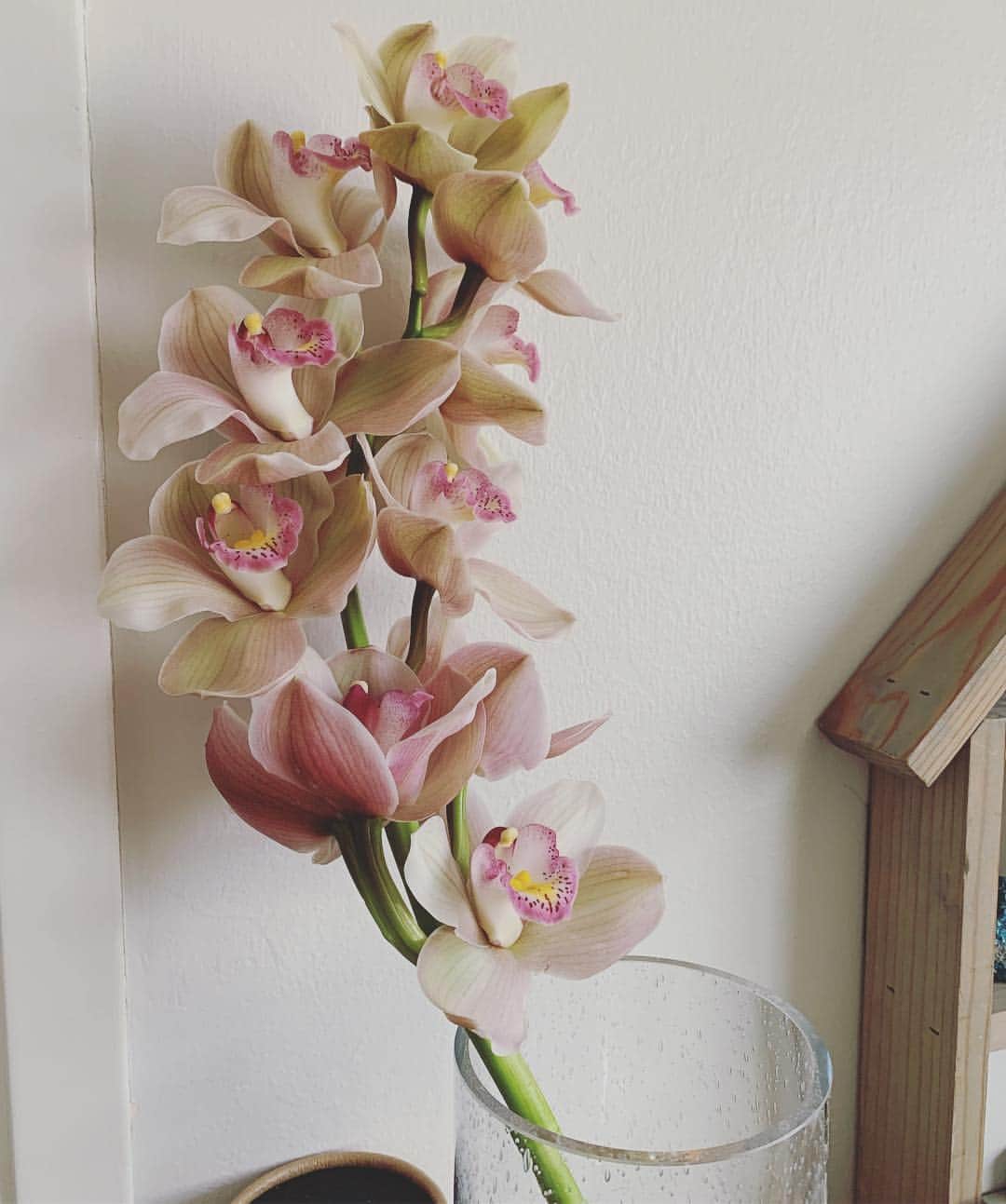 OLIVIAのインスタグラム：「So elegant and powerful 🥰 changing the whole vibe of the room. 😍 #flowerpower #plantmedicine」