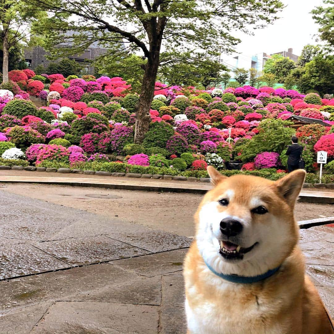 まる（まるたろう）さんのインスタグラム写真 - (まる（まるたろう）Instagram)「What a beautiful garden.✨🐶✨おはまる〜(≧∀≦) 根津神社のツツジが見頃を迎えてますよ〜 #観においでよ #まるの鳥居もあるしね #パワースポット過ぎてビビる #根津神社つつじ祭り  @nedujinja_official #根津つつじコンテスト2019」4月26日 8時45分 - marutaro