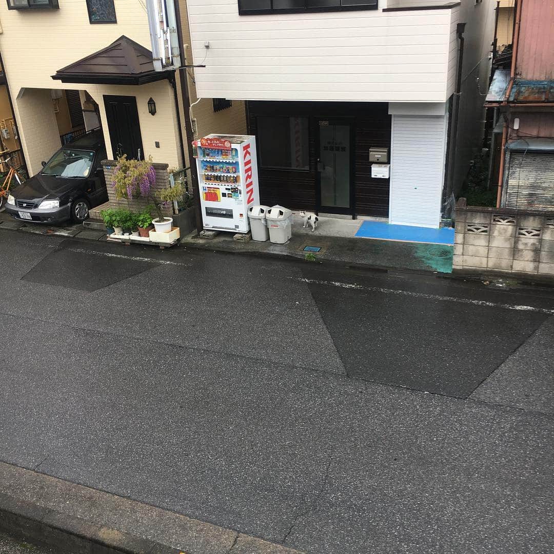 Kachimo Yoshimatsuさんのインスタグラム写真 - (Kachimo YoshimatsuInstagram)「ナナクロいた！ (ちいちゃい) ずーっと道路の向こう側からこっちを見てた。 #uchinonekora #nanakuro #sotononekora #neko #cat #catstagram #kachimo #猫 #ねこ #うちの猫ら http://kachimo.exblog.jp」4月26日 8時46分 - kachimo