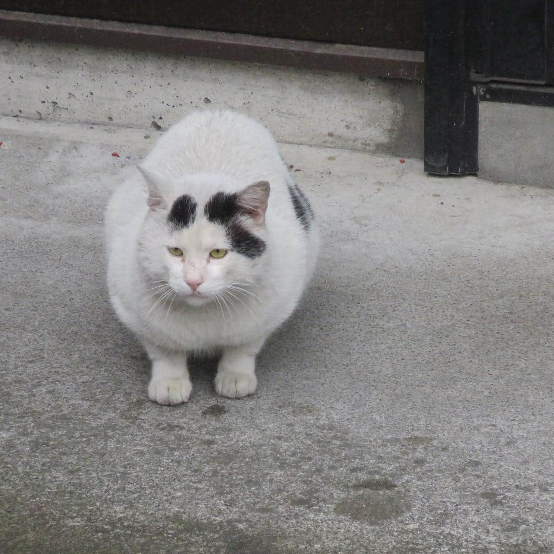 Kachimo Yoshimatsuさんのインスタグラム写真 - (Kachimo YoshimatsuInstagram)「ナナクロいた！ (ちいちゃい) ずーっと道路の向こう側からこっちを見てた。 #uchinonekora #nanakuro #sotononekora #neko #cat #catstagram #kachimo #猫 #ねこ #うちの猫ら http://kachimo.exblog.jp」4月26日 8時46分 - kachimo