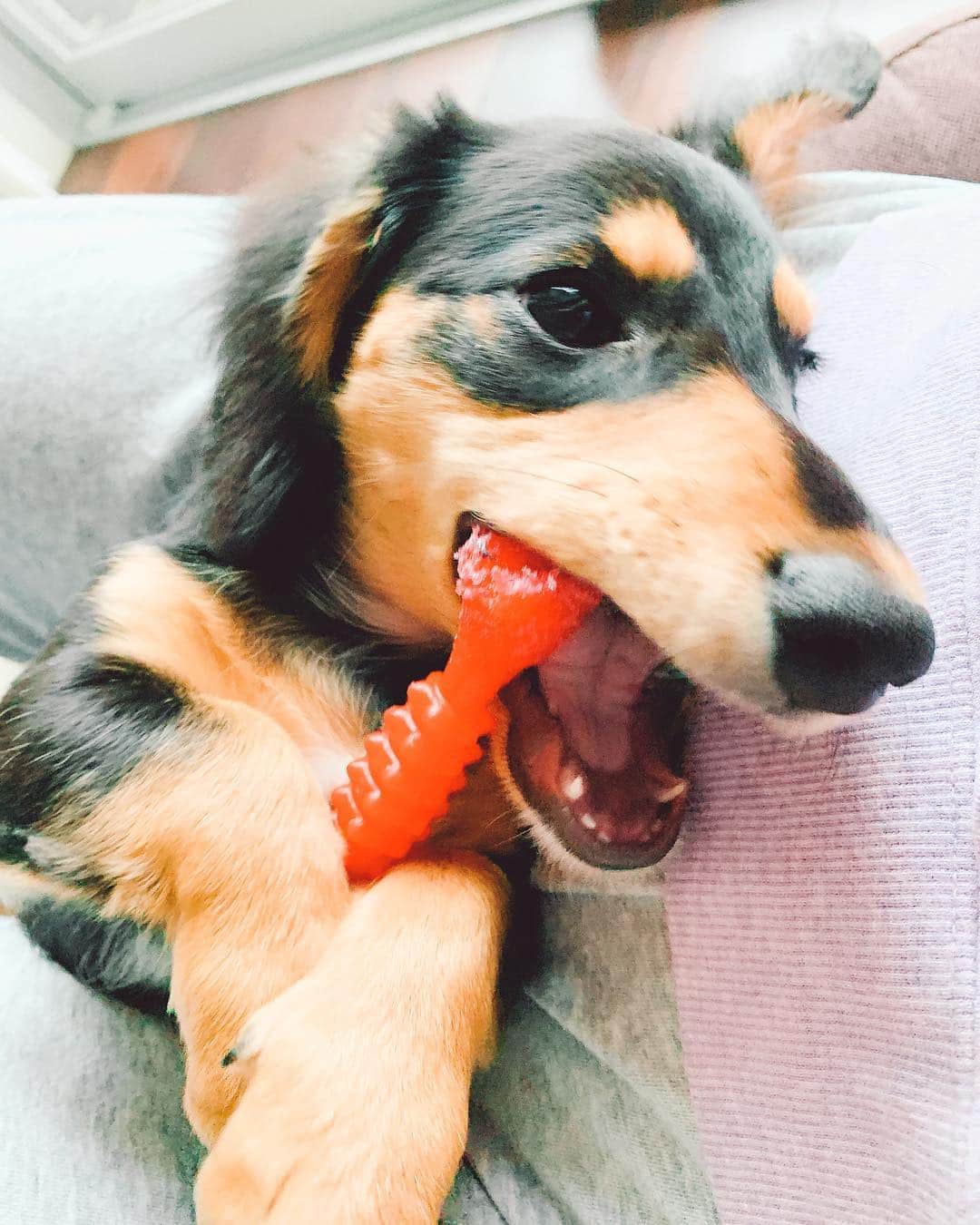 高原愛のインスタグラム：「おはモモさん😌🐶🍑🍑🍑早く晴れないかな〜☀️ #cute#cutie#lovely#newfriend#kindness#happy#dachshund#dachshunds#dachshundpuppy#dachshund_love  #dachshundlove#doxie#doxiepuppies#doxieworld#dog#dogstagram#petstagram#pet#pets#puppy#sweetie#woof#ダックス#ダックスフンド#子犬#短足部#🐶#🍑」