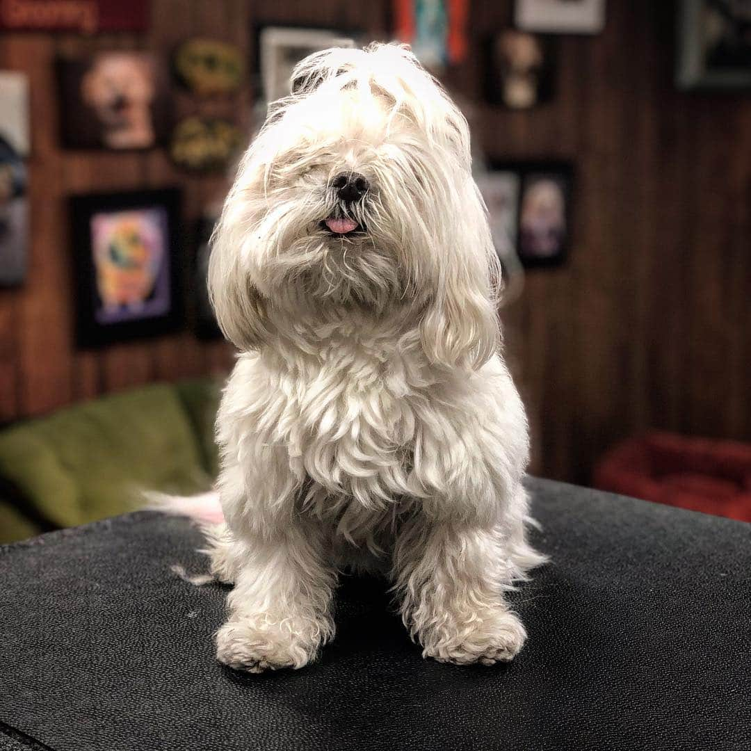 JessRonaGroomingさんのインスタグラム写真 - (JessRonaGroomingInstagram)「Olive kept quoting Leonard Cohen during her grooming. My favorite one was “There’s a crack in everything, that’s how the light gets in”. Maltese’s, am I right?!」4月26日 8時58分 - jessronagrooming