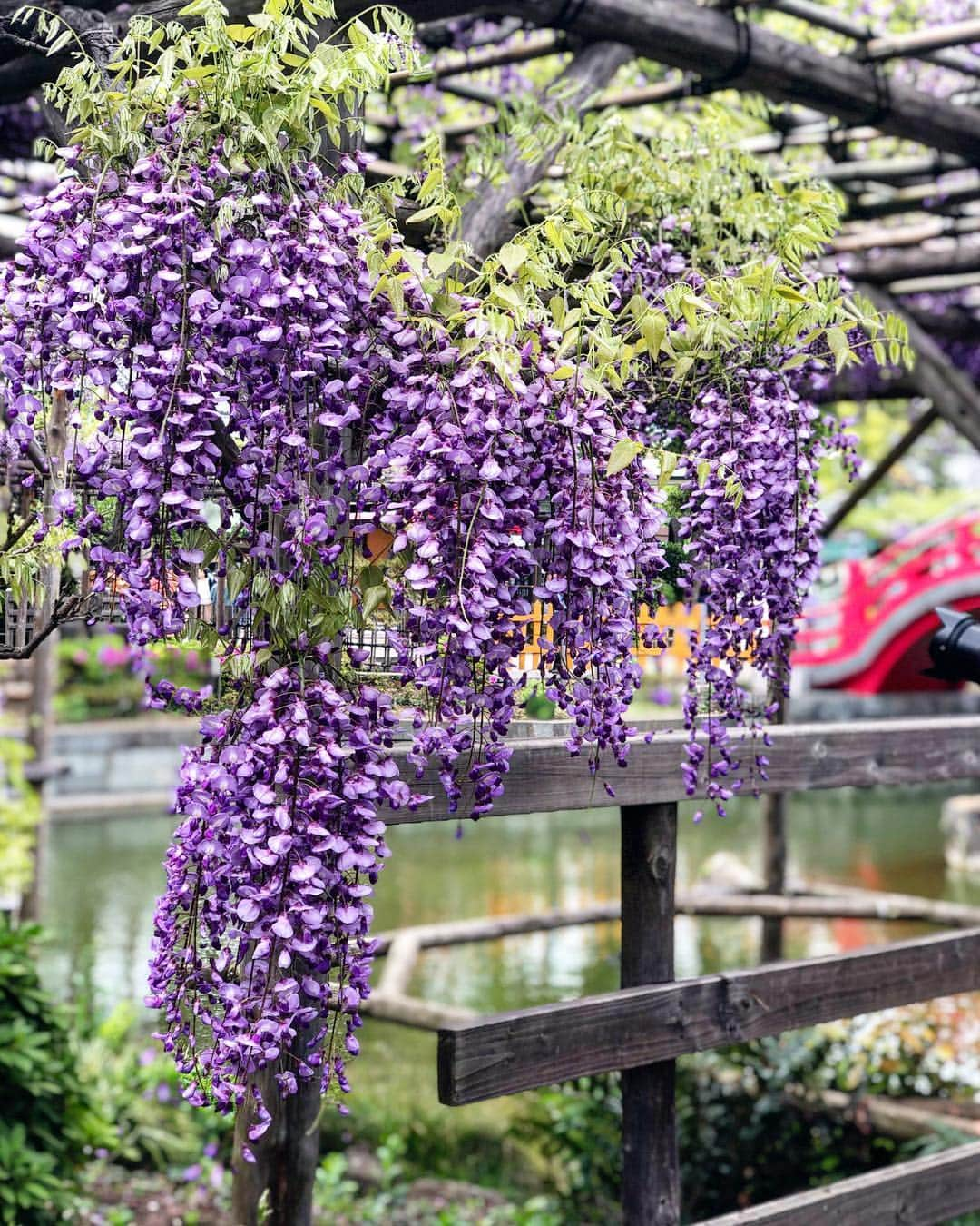 川人未帆さんのインスタグラム写真 - (川人未帆Instagram)「・ 桜の次は藤💕 いずれにせよ、花より団子なり🍡笑 ・」4月26日 9時03分 - miho0319kawahito