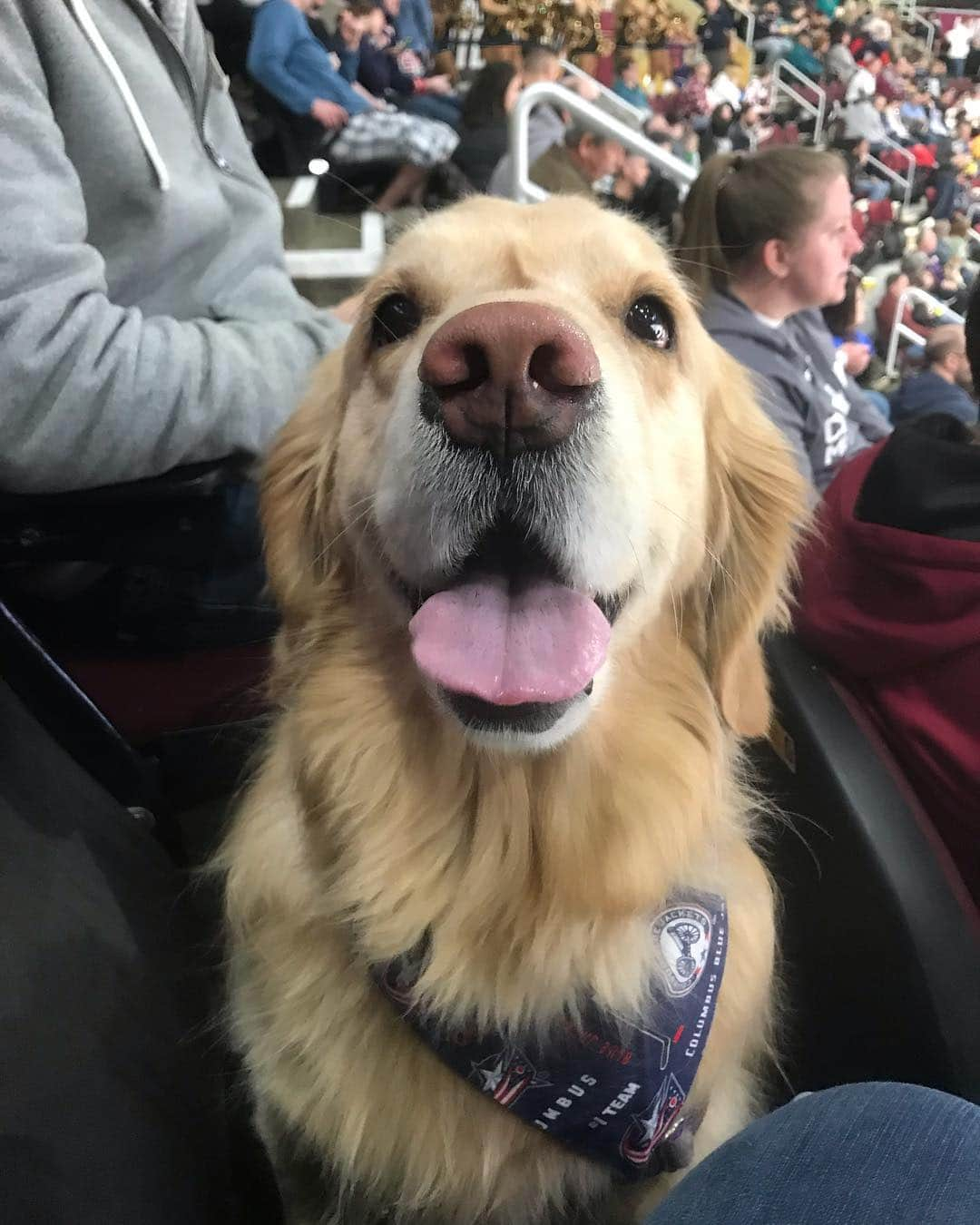 モヒートさんのインスタグラム写真 - (モヒートInstagram)「Good luck to @bluejacketsnhl and @monstershockey tonight!! 🏒#lighttheland #columbusbluejackets #nhl  Who are you rooting for??? ------------------------------- #goldensofig #goldenretriever  #goldenretrieversofinstagram #betterwithpets #dogsofig  #dogsofinstagram #fluffypack #gloriousgoldens #welovegoldens #ilovemydog #goldenlife #bestwoof #ProPlanDog #ilovegolden_retrievers #mydogiscutest #retrieversgram #dogsofcle」4月26日 9時09分 - mojito_rose_family