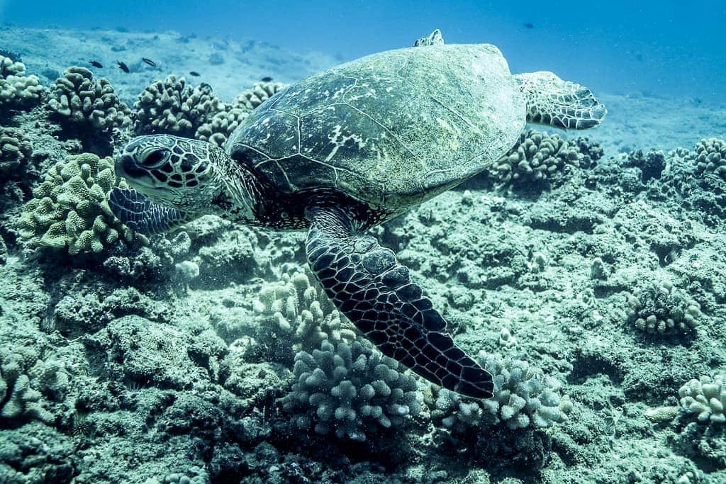 And Youさんのインスタグラム写真 - (And YouInstagram)「Coral is necessary for sea turtles to thrive, but sea turtles also help coral to survive 🌎. . By munching off algae, the sea turtles allow the coral to keep growing healthily. . . . #chasingcoral #coralreef #reefsafe #ocean #seaturtle」4月26日 9時19分 - dolphinsandyou
