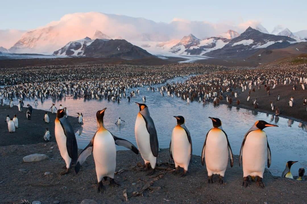 ナショナルジオグラフィックさんのインスタグラム写真 - (ナショナルジオグラフィックInstagram)「Photo by Joel Sartore @joelsartore | In honor of World Penguin Day, a rookery at South Georgia Island’s St. Andrews Bay is one of the largest king penguin colonies in the world, with 100,000 nesting pairs. King penguins are the closest relatives of emperor penguins, and while similar in appearance, kings are thinner and the coloration of their ear patches differs from that of emperors. To see an up-close shot of this species follow me, @joelsartore. #penguin #kingpenguin #photoark #standrewsbay」4月26日 9時30分 - natgeo