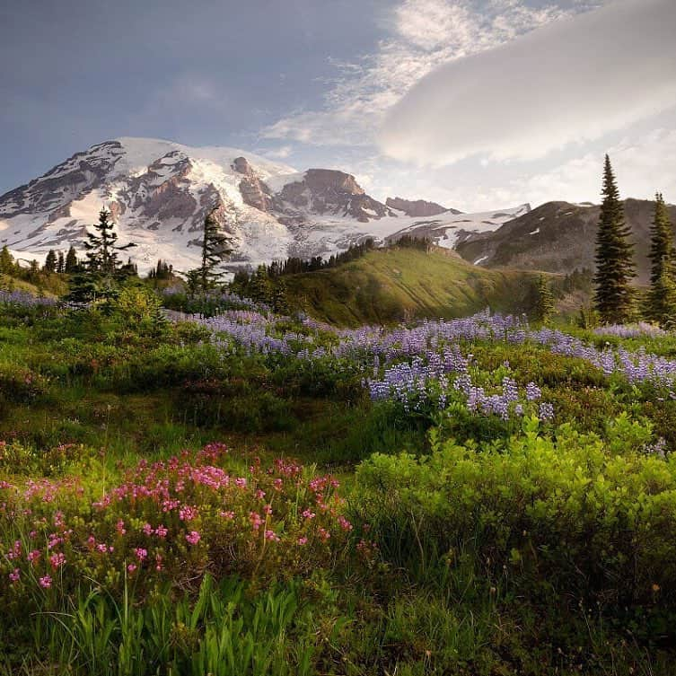 アメリカ内務省さんのインスタグラム写真 - (アメリカ内務省Instagram)「Ascending to 14,410 feet above sea level and visible from Seattle two hours away, Mount Rainier stands as an icon in the #Washington landscape. Subalpine #wildflower meadows ring this icy volcano while ancient forests spread across its lower slopes. Created March 2, 1899, #MountRainier #NationalPark is America’s fifth oldest national park and one of the most beautiful places you will ever see. Photo @MountRainierNPS by Vikas Garg (www.sharetheexperience.org). #NationalParkWeek #travel #FindYourPark #usinterior」4月26日 9時27分 - usinterior