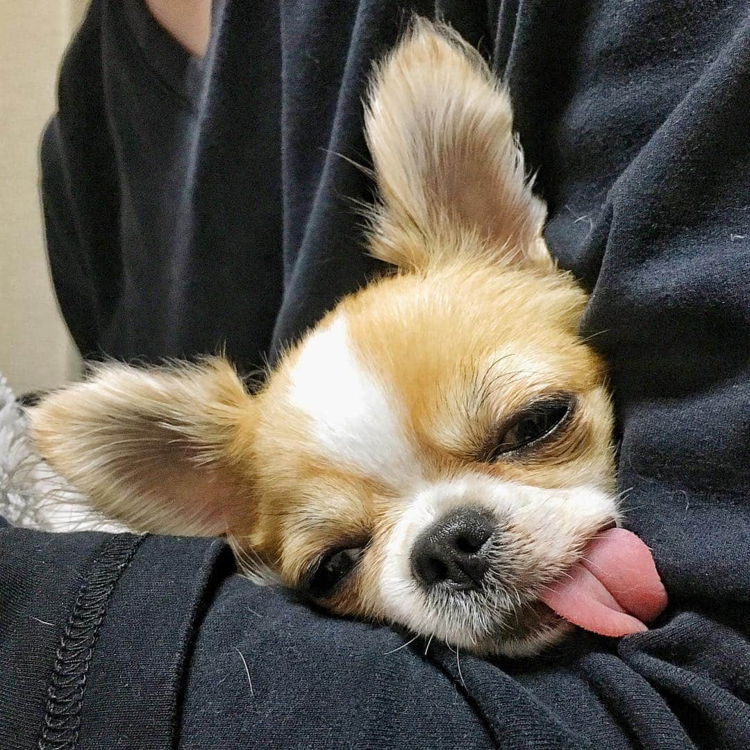 ちまさんのインスタグラム写真 - (ちまInstagram)「🐶👅💤 ＊ いよいよ明日からGW✨ ・ 金曜日とか10連休とか ちまには関係ないけどね〜🐶👅💤 ੯•́ ੇᎮ ੯•́ ੇᎮ ੯•́ ੇᎮ ੯•́ ੇᎮ ੯•́ ੇᎮ ੯•́ ੇᎮ #chima #ちま #チワワ #chihuahua #ชิวาวา #ふわもこ部 #PECOいぬ部 #sniffandbarkens #WeeklyFluff #cutepetclub #doggy_lovings #sleepydog」4月26日 9時35分 - chima.chihuahua