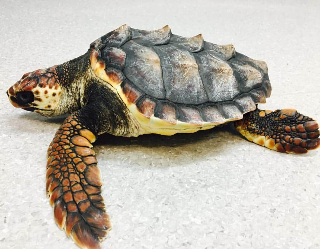 タロンガ動物園さんのインスタグラム写真 - (タロンガ動物園Instagram)「Look how far Bella has gone! Bella is a rehabilitated Loggerhead turtle that came to our Wildlife Hospital as a tiny hatchling and is now an intrepid marine traveller. Before being released, Bella was fitted with a satellite tracker so that we can follow her journey, and you can see her movements on this map. Our Marine Turtle Tracking Program is sponsored by SUEZ Australia and New Zealand and is providing vital information about critical habitats and nesting beaches for this species. Go Bella! #ForTheWild」4月26日 9時37分 - tarongazoo