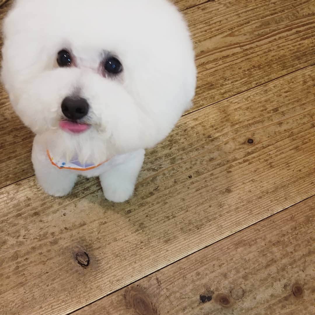 neokazumiのインスタグラム：「﻿ GW前に綺麗に🐕﻿ ﻿ 雨の日だったからumbrellaのバンダナ﻿ ﻿ 付けて帰ってきました﻿ ﻿ いつもちょっとダサくて可愛い(笑)♥️﻿ ﻿ #トイプードル#トイプードルホワイト#ねおくん#犬のいる暮らし#犬好き#ねおくんすき#愛」